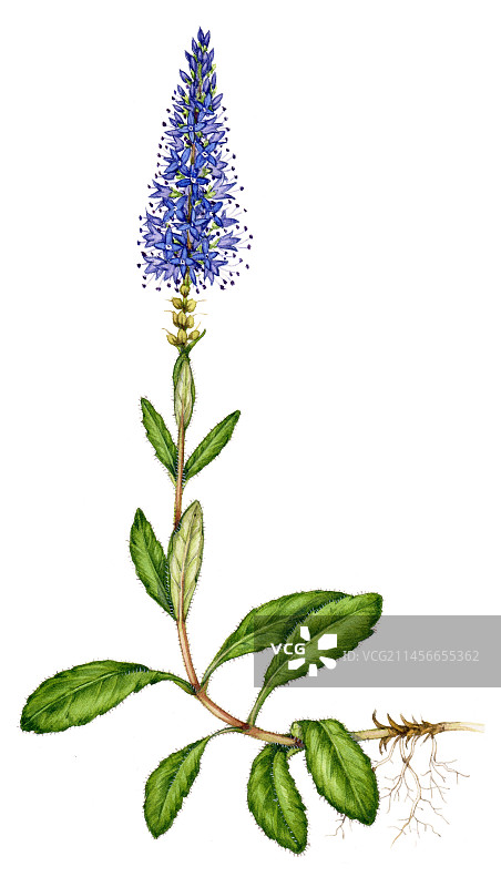 穗花婆婆纳（Veronica spicata）插画图片素材