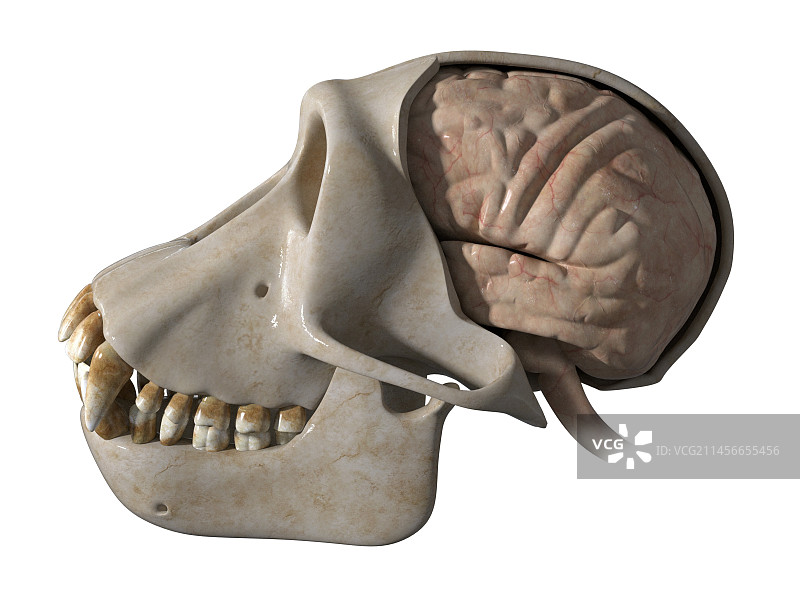 黑猩猩的头骨和大脑插图图片素材