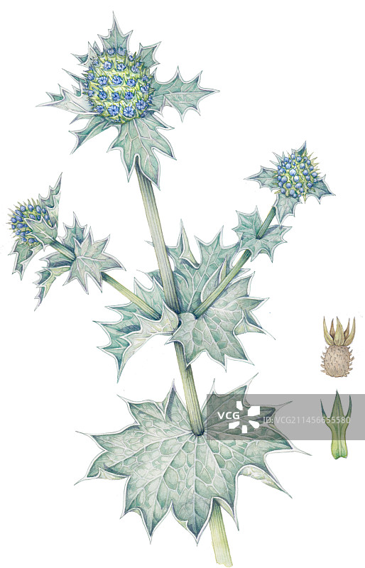 海冬青植物插画图片素材