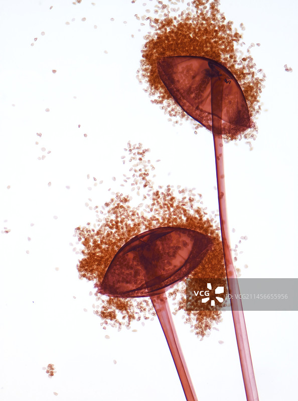 根霉菌显微照片图片素材