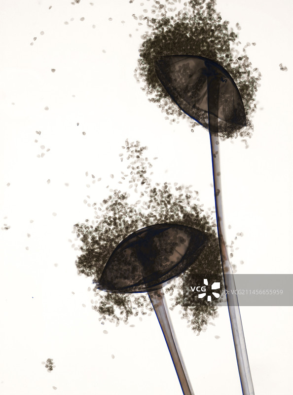 根霉菌显微照片图片素材