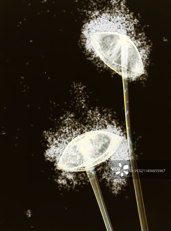 根霉菌显微照片图片素材