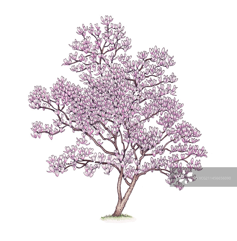 南方木兰树插画图片素材