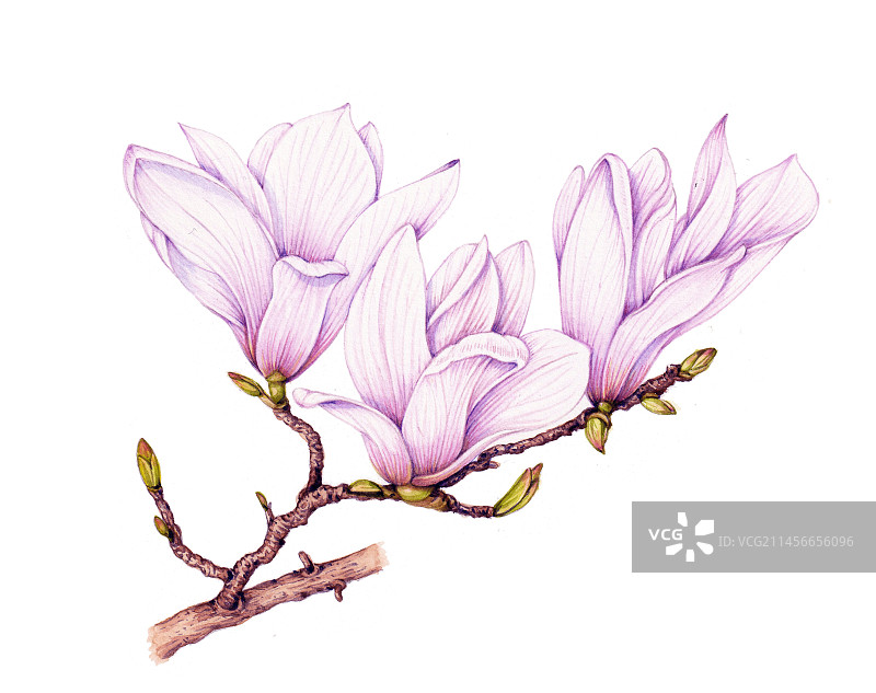 南方木兰花枝插画图片素材