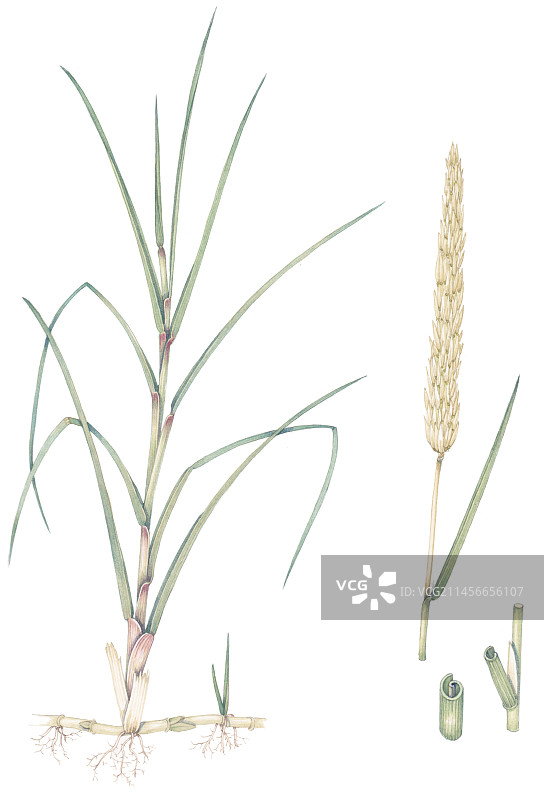 海滩芒（Ammophila arenaria）插图图片素材