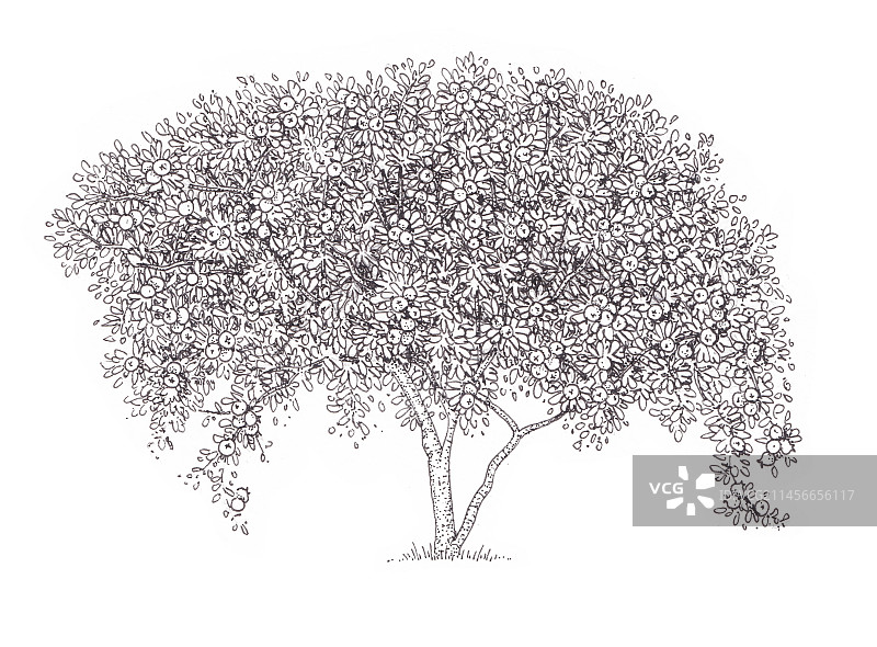 普通榅桲树插图图片素材