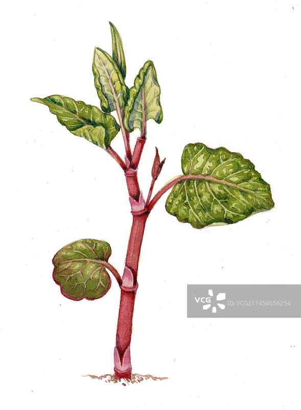 日本虎杖幼苗插图图片素材