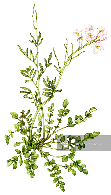 西洋菜花图片素材