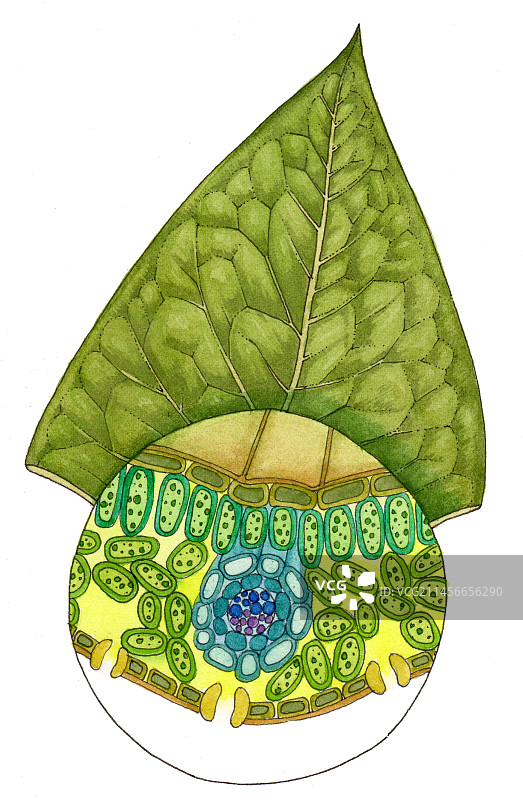 树叶插画图片素材