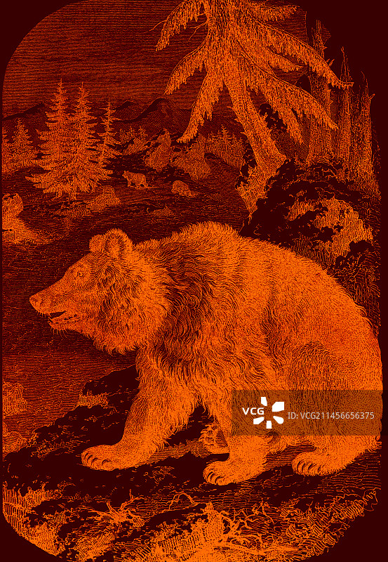19世纪插图：棕熊图片素材