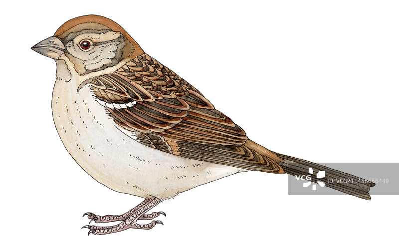 雌性家麻雀插画图片素材