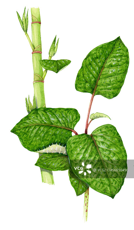 杂交蓼 иллюстрации图片素材