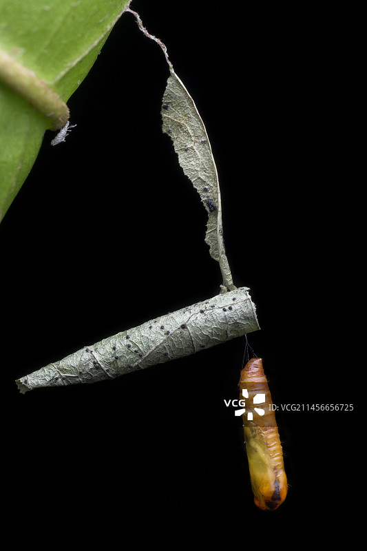 蓑蛾蛾蛹图片素材