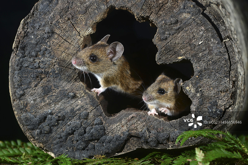 林鼠（Apodemus sylvaticus）图片素材