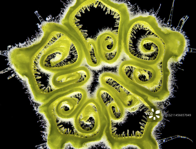 花园南瓜花，LM图片素材