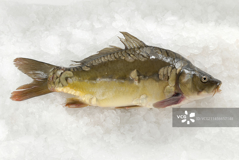 冰上的新鲜鲤鱼图片素材