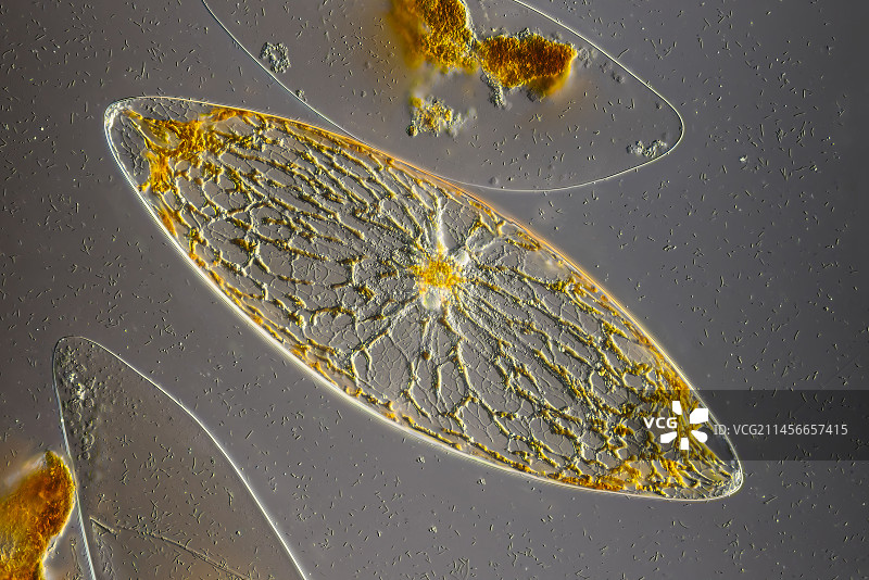 夜光藻显微照片图片素材