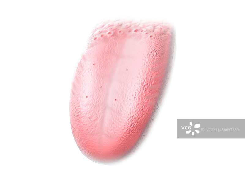 味蕾插画图片素材