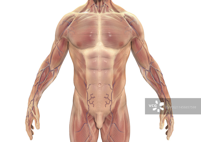男性躯干肌肉插图图片素材
