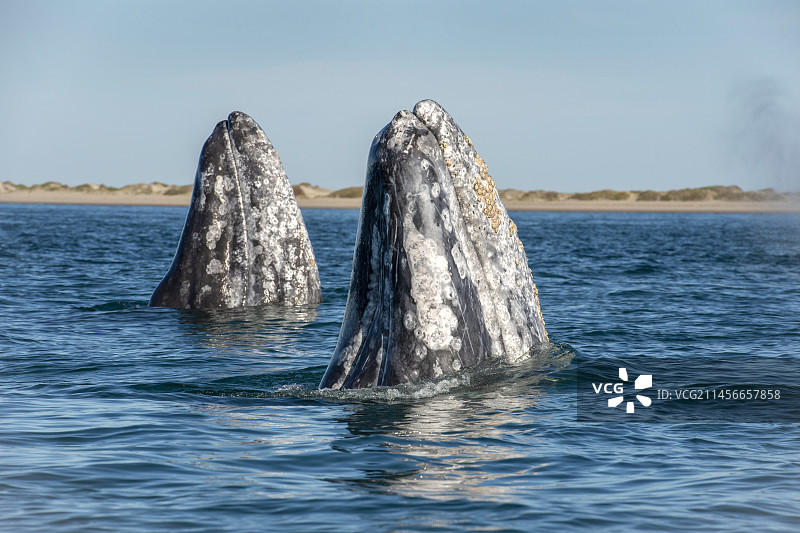 灰鲸跃身图片素材