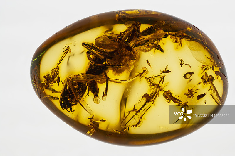 困在琥珀中的蚂蚁图片素材