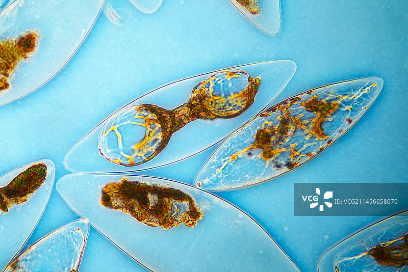 夜光藻显微照片图片素材