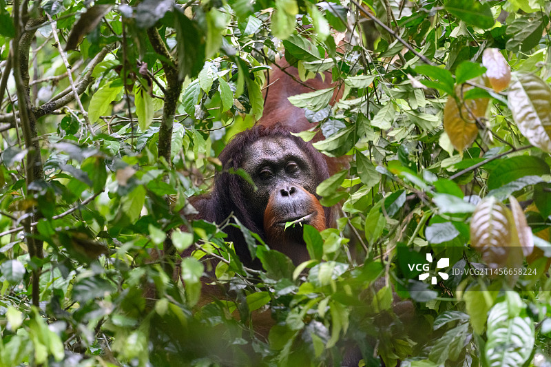 婆罗洲猩猩图片素材