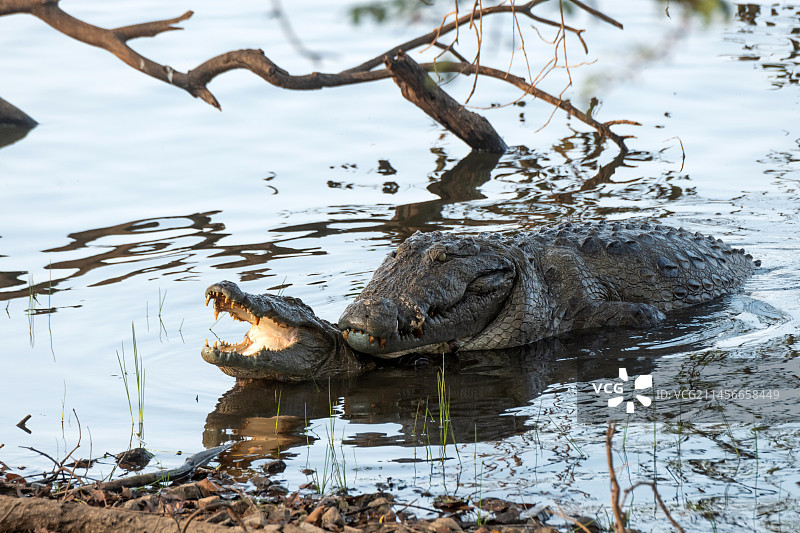 沼泽鳄鱼交配图片素材