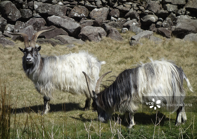 英国斯诺多尼亚国家公园的野山羊图片素材