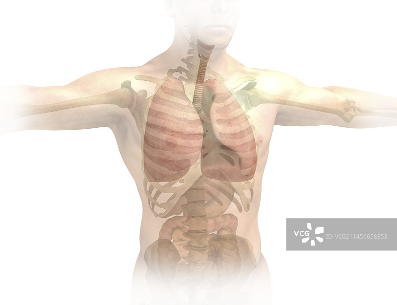 肺、插图图片素材