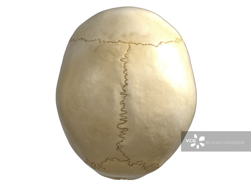 人类头骨，插图图片素材