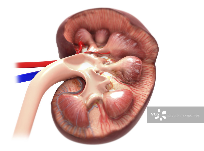 肾脏解剖结构图图片素材