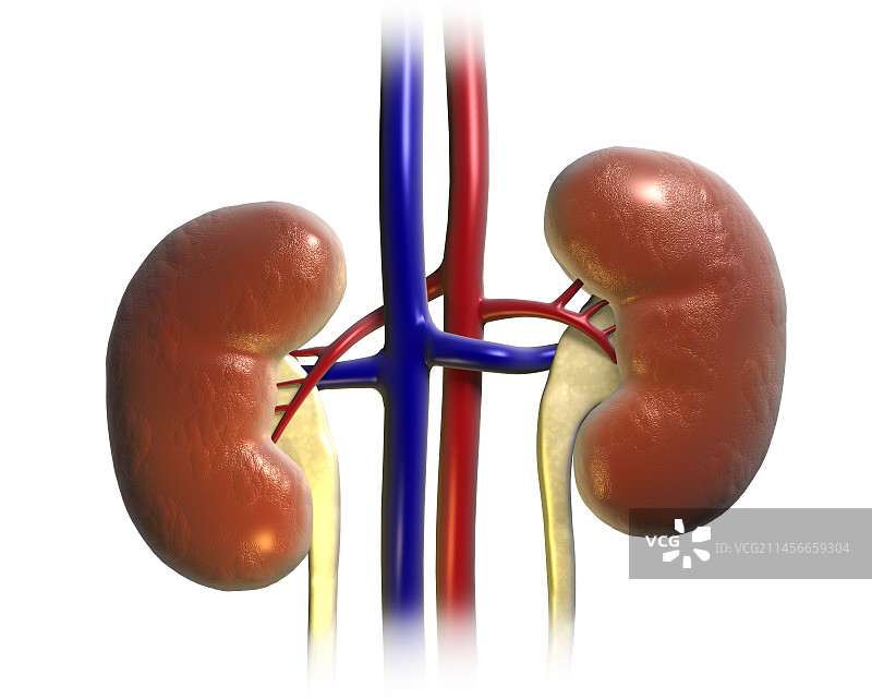 肾脏解剖结构图图片素材
