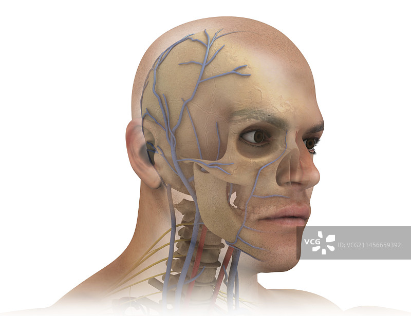 人头解剖结构图图片素材