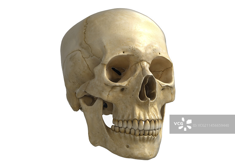 人类头骨，插图图片素材