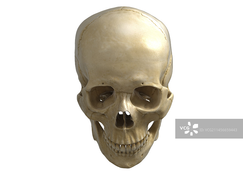 人类头骨，插图图片素材