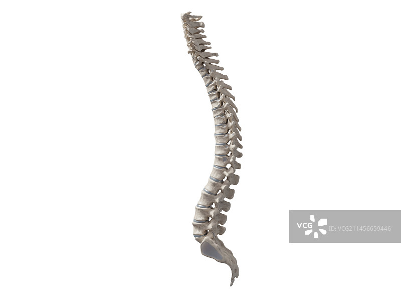 脊柱插画图片素材