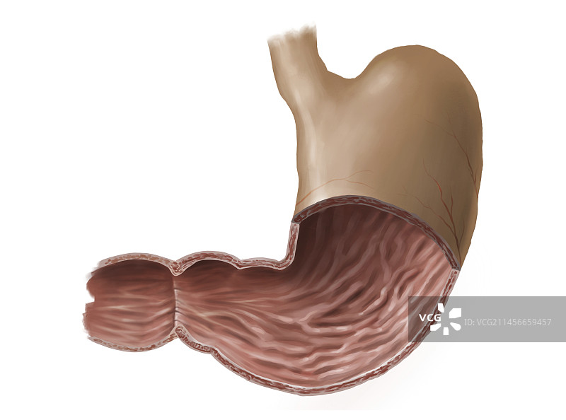 胃、插图图片素材