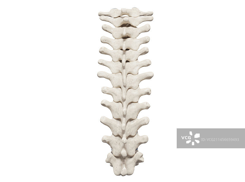 胸椎插画图片素材