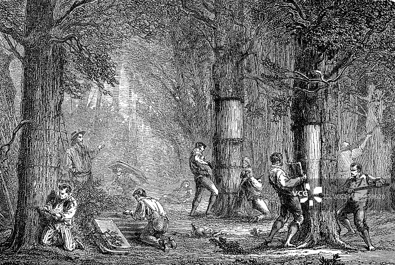 阿尔及利亚栓皮栎剥皮，19世纪插图图片素材