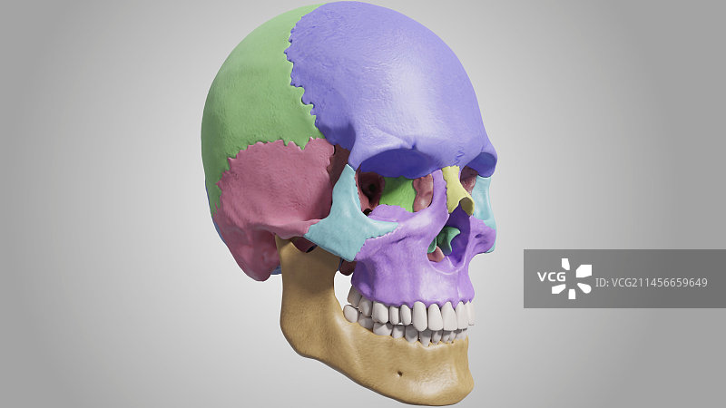 人类头骨，插图图片素材
