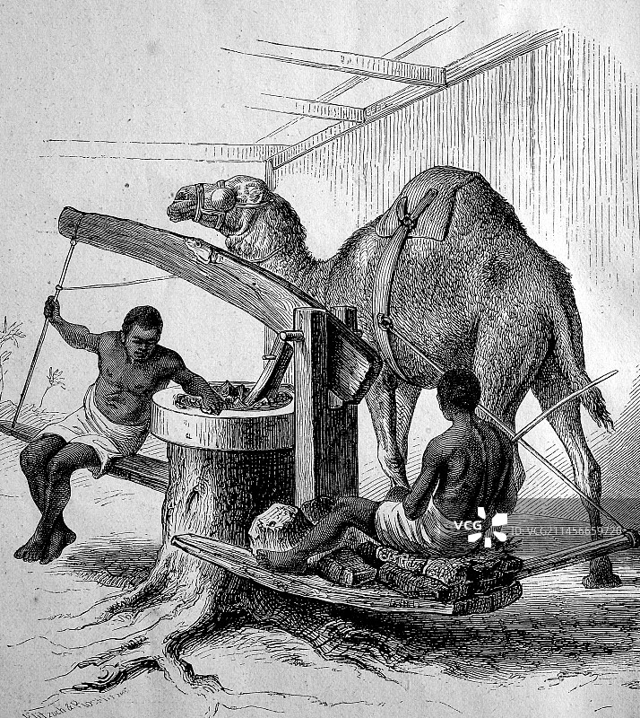 带骆驼的磨坊，桑给巴尔插画图片素材