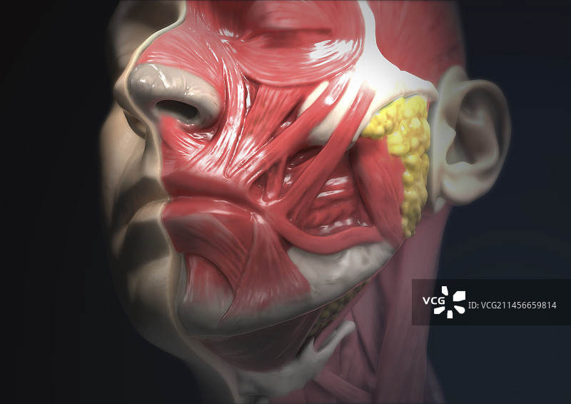 人头解剖结构图图片素材