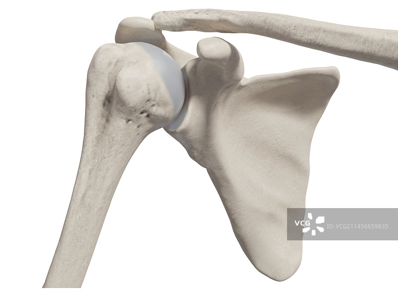 肩部骨骼插图图片素材