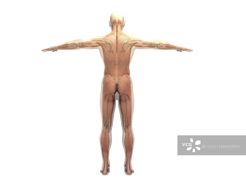 人体肌肉系统插图图片素材