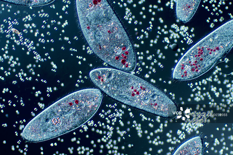 尾草履虫显微照片图片素材