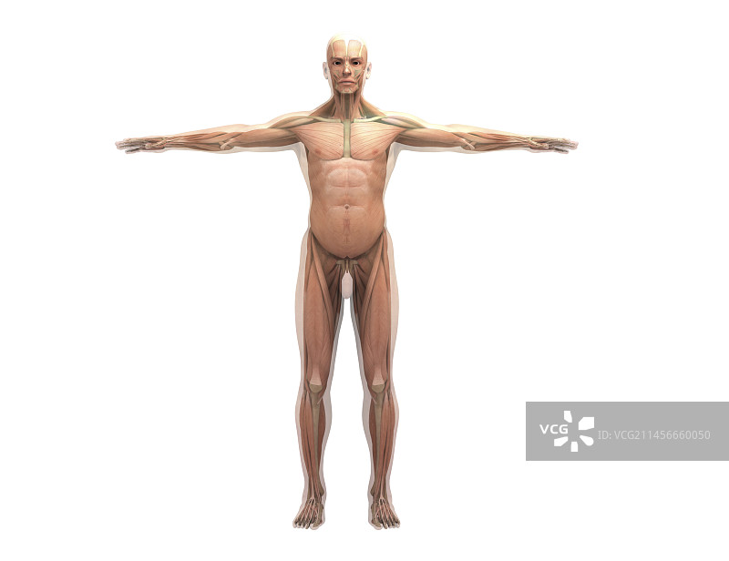 人体肌肉插图图片素材
