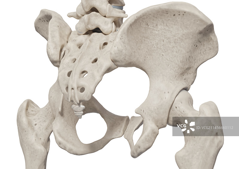 骨盆图图片素材