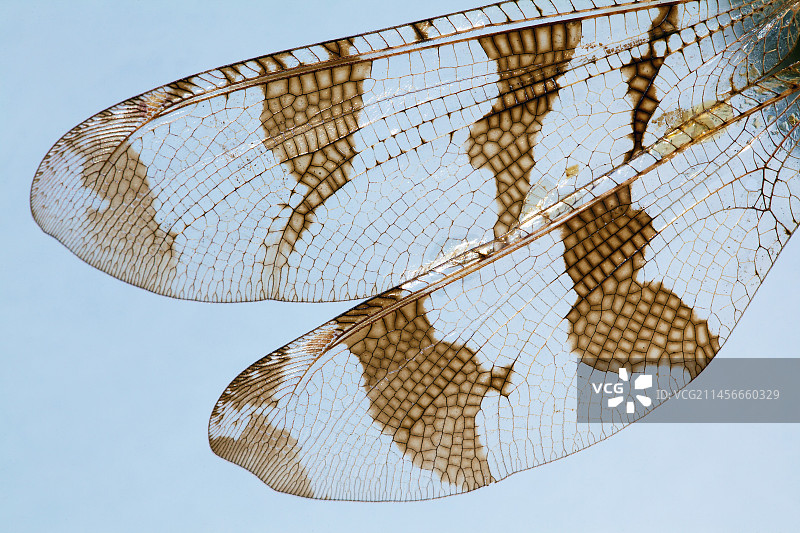 蚁狮翅膀图片素材