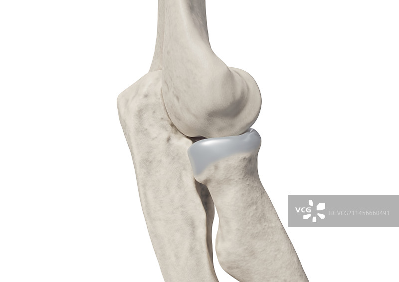肘部骨骼图图片素材